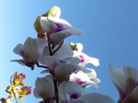 Lac Inle (62)